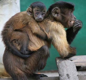 monkey_on_mom